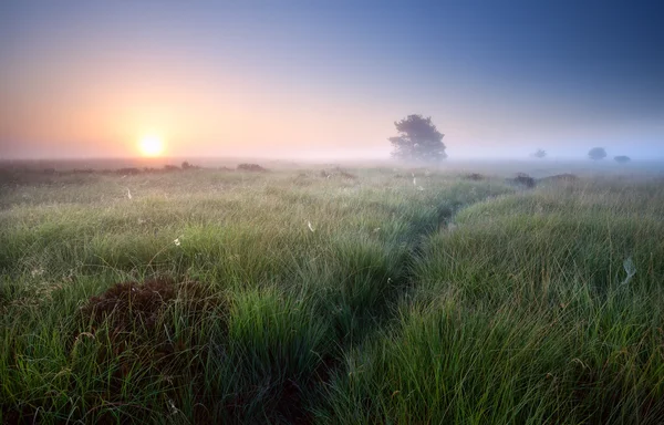 Väg genom gräset i dimmiga sunrise — Stockfoto