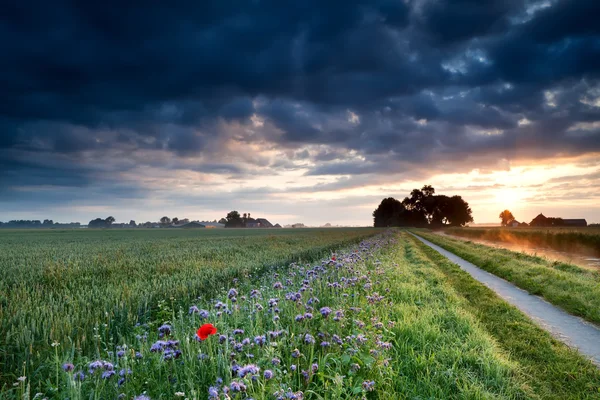 Summer sunrise over Dutch farmland — Stock Photo, Image