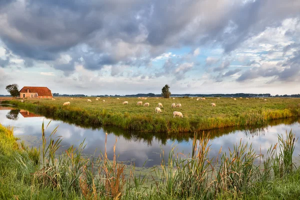 Koyun otlatma mera üzerinde çiftlik evi tarafından — Stok fotoğraf