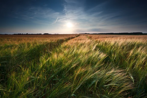 Wheat and barley field — Stock Photo, Image