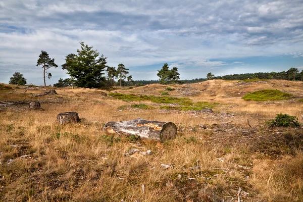 Madera cortada en seco en colinas por bosque —  Fotos de Stock