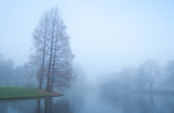 Árvores por lago em nevoeiro durante o outono — Fotografia de Stock