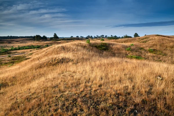 Dry grass on hills in morning sunlight — Stock Photo, Image