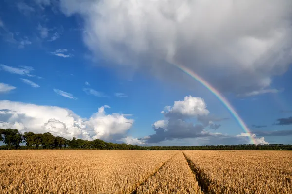 Rainbow over wheat field after storm — Stock Photo, Image