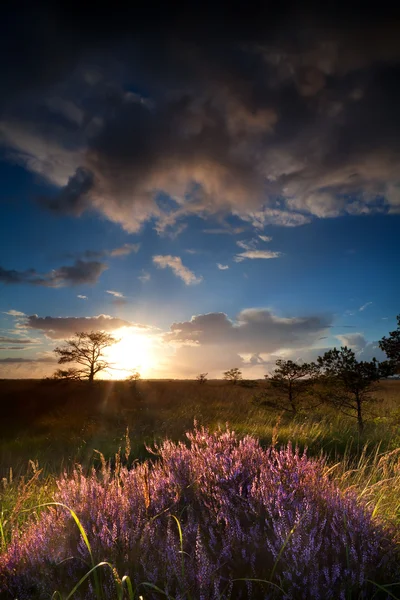 Çiçekli heather üzerine güneş ışınları — Stok fotoğraf