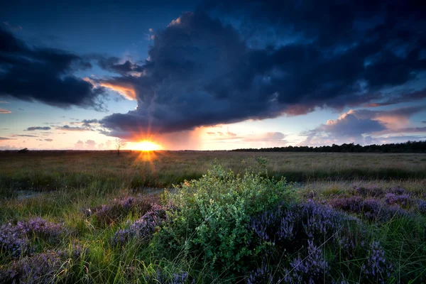 Dramatic sunbeams over swamp with heather — Stock Photo, Image