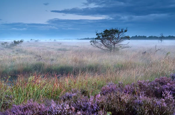 Fiori di erica su palude in mattina nebbiosa — Foto Stock