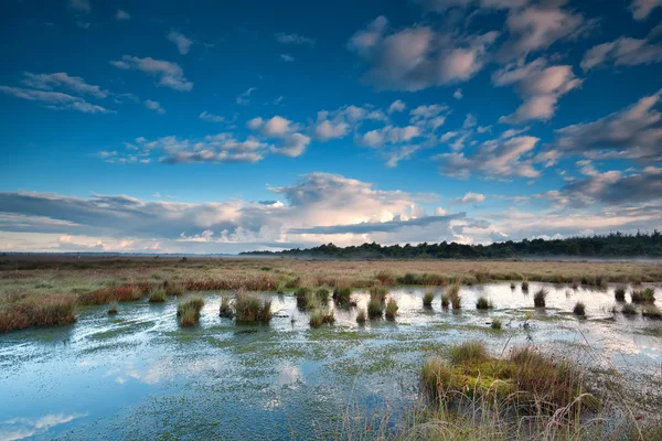 Голубое небо над болотом — стоковое фото