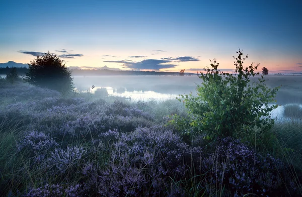 Nebbiosa mattina sopra palude con erica — Foto Stock