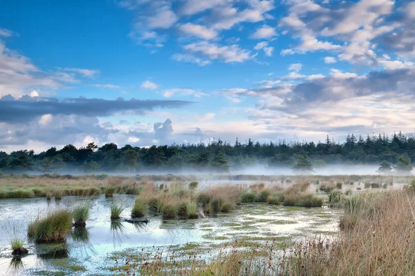 Туман над болотом утром — стоковое фото