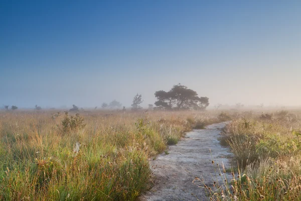 霧深い夏の朝の沼地を通してパス — ストック写真