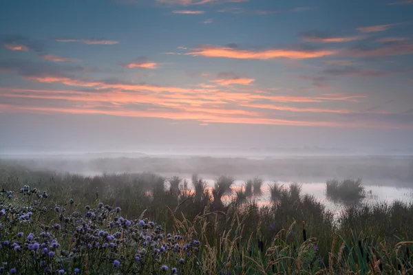 Mistige zonsopgang boven natte moeras — Stockfoto