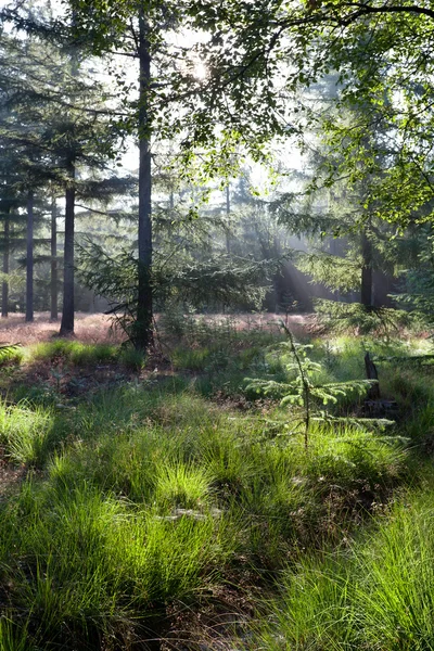 Raios de sol na floresta conífera verde — Fotografia de Stock