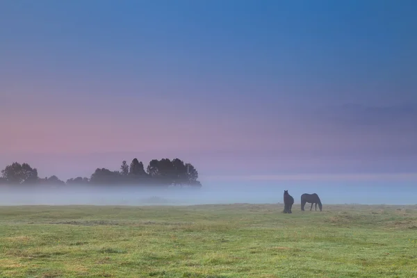 Hästar på bete vid soluppgången — Stockfoto