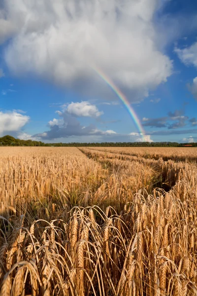 Rainbow over wheat field after rain — Stock Photo, Image