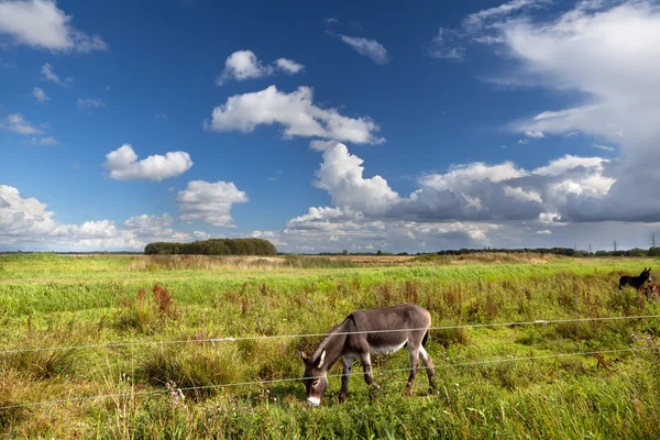 Esel weidet auf Weide — Stockfoto