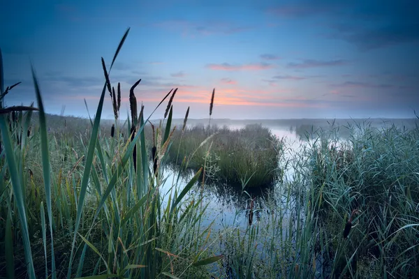 Mlhavá bažina v sunrise — Stock fotografie