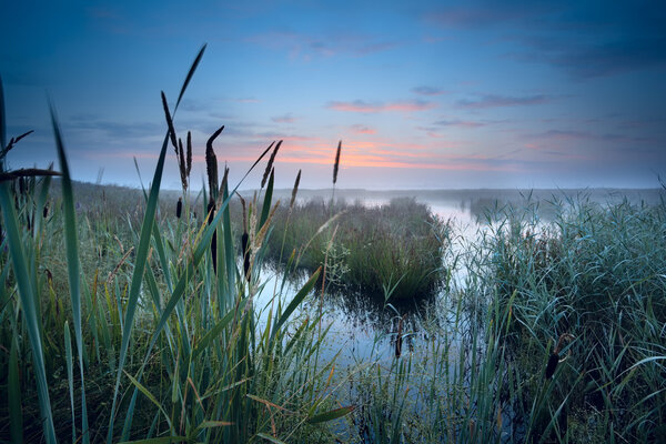 туманное болото на восходе солнца
