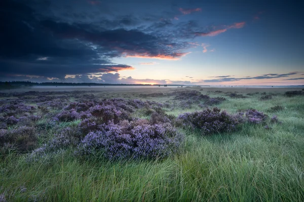 Sunrise over marsh with flowering heather — Stock Photo, Image