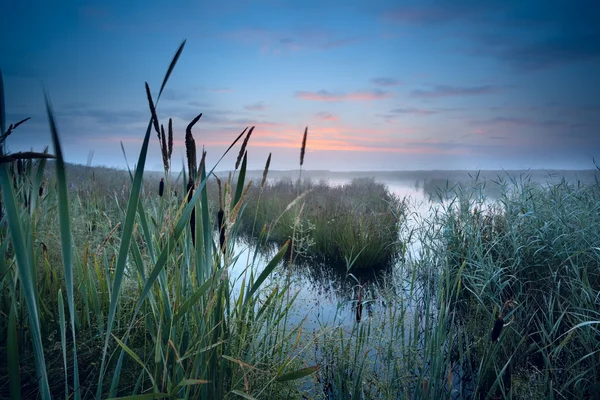 Туманное болото на восходе солнца Стоковое Фото