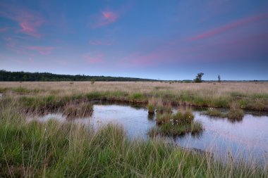 swamp in dusk