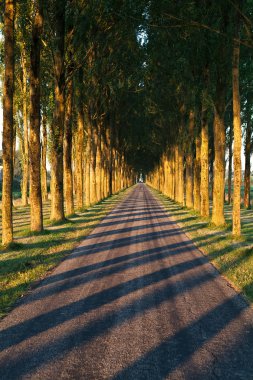 gölgeler satırındaki ağaçlarından stripped