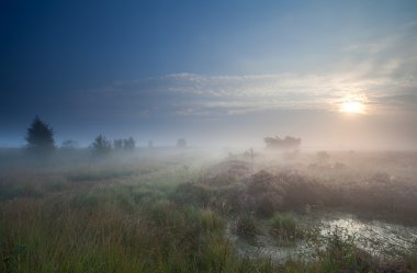 Dense fog over marsh at sunrise