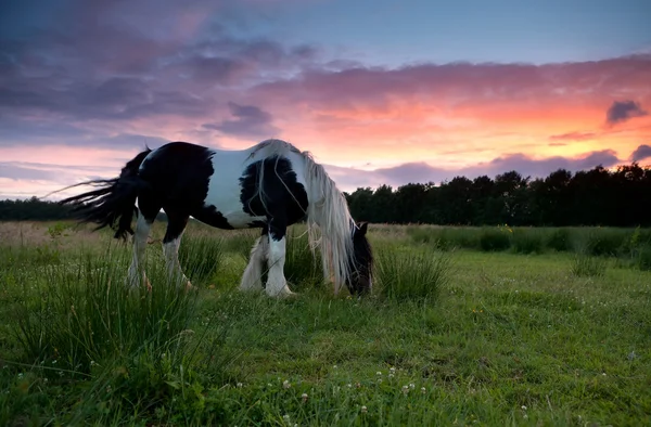 Pastoreo de caballos en los pastos al atardecer — Foto de Stock