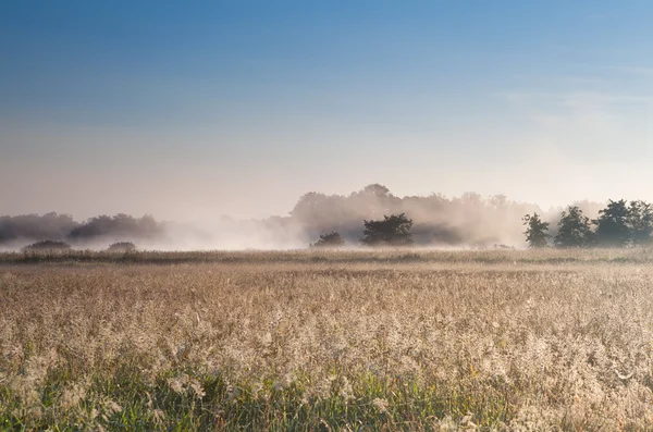 Matin ensoleillé brumeux sur prairie — Photo