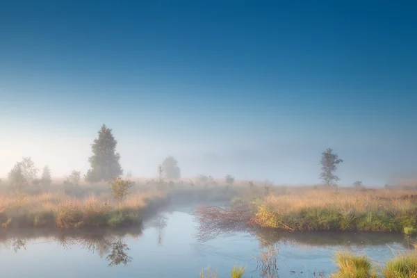 朝の日差し霧深い沼めぐり — ストック写真