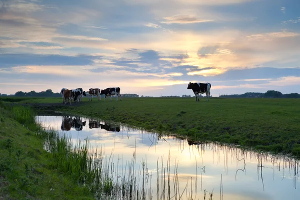 Gado em pastagem ao pôr do sol — Fotografia de Stock