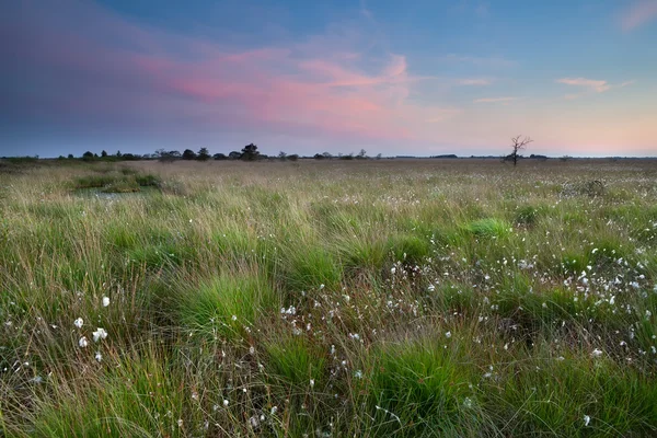 Solnedgång över träsket med bomull-gräs — Stockfoto