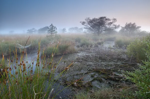 Swamp and dense morning fog — Stock Photo, Image