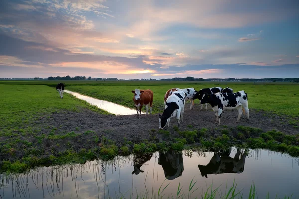 Wenige Kühe am Fluss bei Sonnenuntergang — Stockfoto