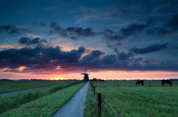 荷兰风车和牧场上的马 — 图库照片