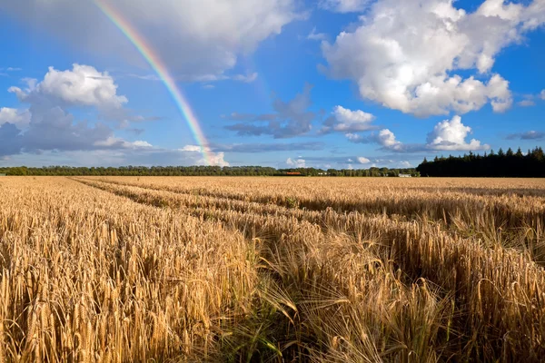 Arco iris sobre campo de trigo en verano —  Fotos de Stock