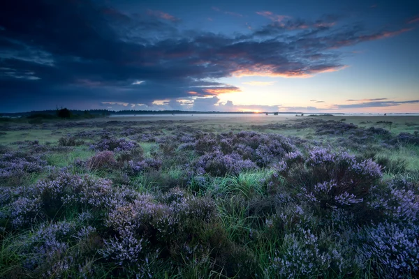 Sommersonnenaufgang über blühender Heide — Stockfoto