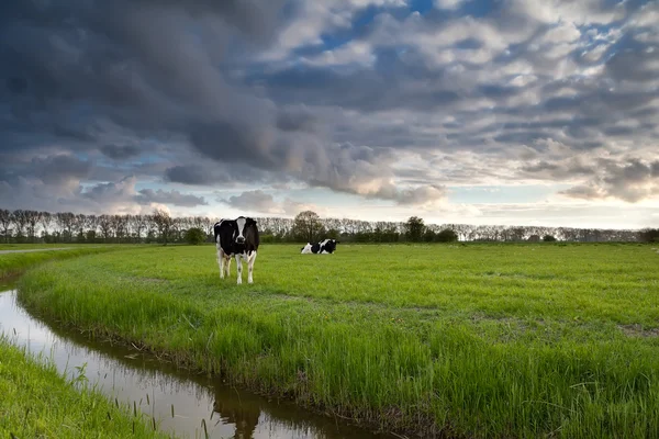 Schöner Himmel über der Weide mit Rindern — Stockfoto