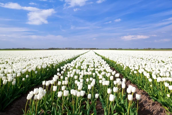 Campo di tulipani bianchi nell'Olanda Settentrionale — Foto Stock