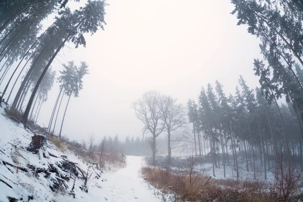 Oude naaldbossen firest met ochtend mist — Stockfoto