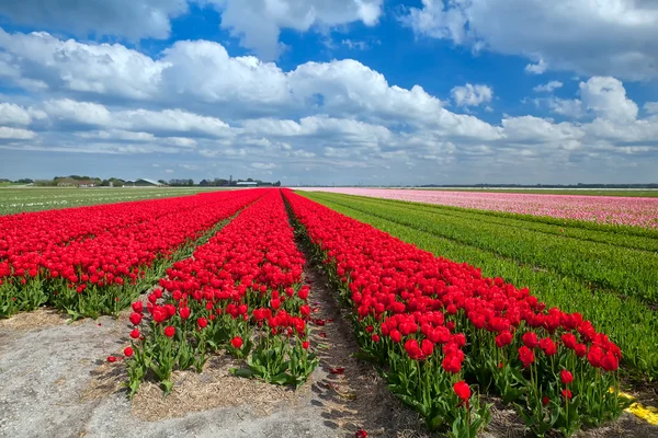 Rode tulpenvelden in het voorjaar van — Stockfoto