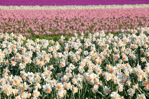 Nárcisz és Jácint virág mező — Stock Fotó