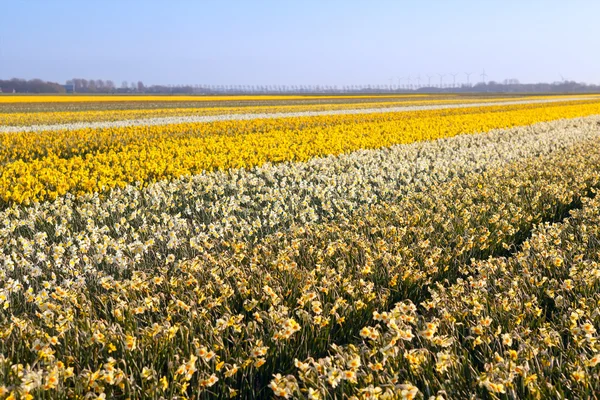 Fält med många gula narcisser — Stockfoto