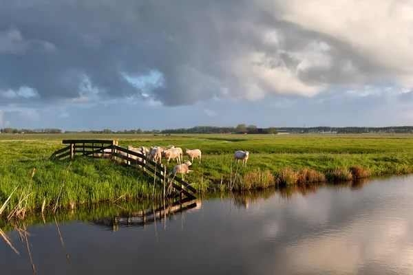 Овцы по реке на пастбище — стоковое фото
