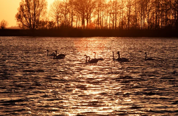 Κύκνος σιλουέτες σε λίμνη στο ηλιοβασίλεμα — Φωτογραφία Αρχείου
