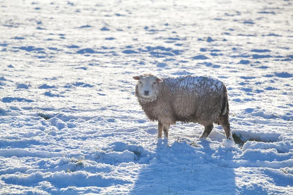 Ovelhas na neve no inverno — Fotografia de Stock