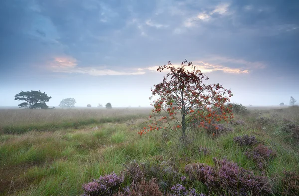 Orange rowan berry tree in the fog — Stock Photo, Image