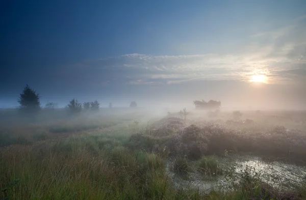 Dichter Nebel über dem Sumpf bei Sonnenaufgang — Stockfoto