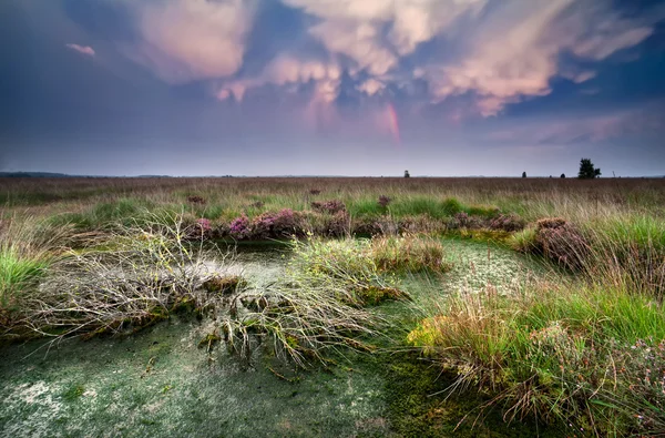 Длинные облака после шторма над болотом — стоковое фото