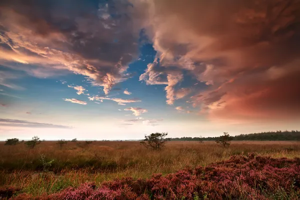 Heavy rainy clouds over swamp at sunset — Stock Photo, Image